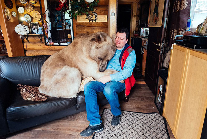 couple adopts bear tea party