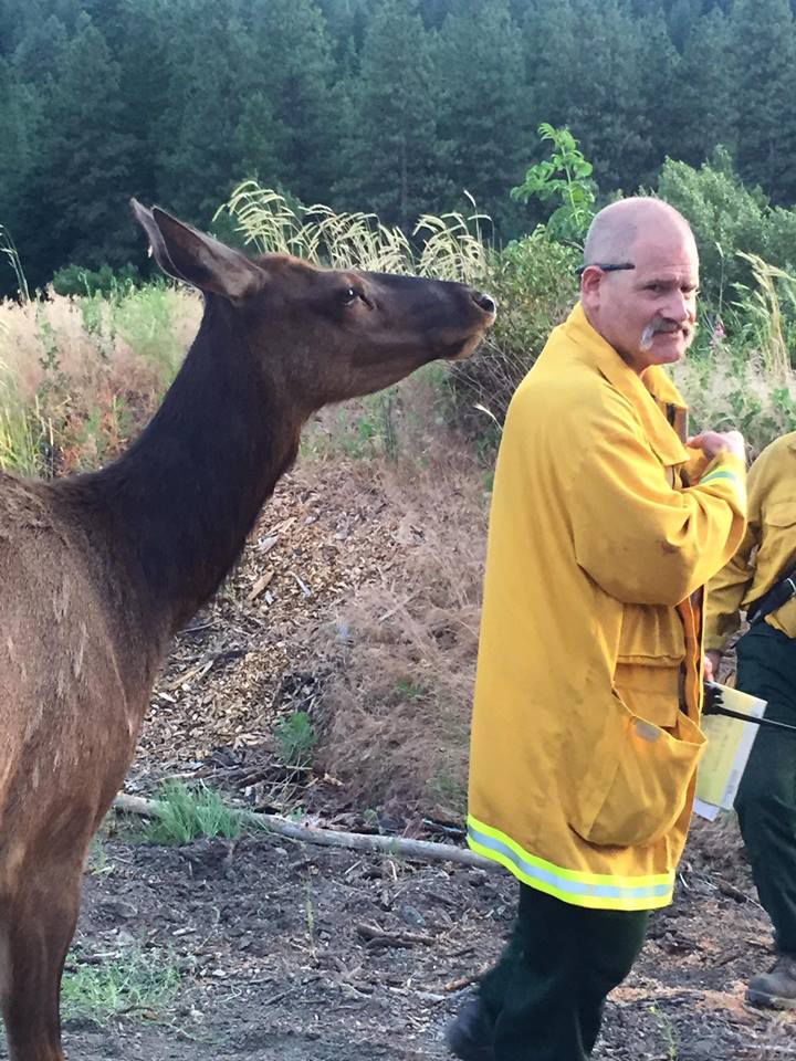 orphaned elk visits firefighters