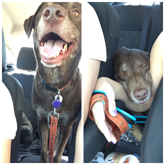 before and after dog park