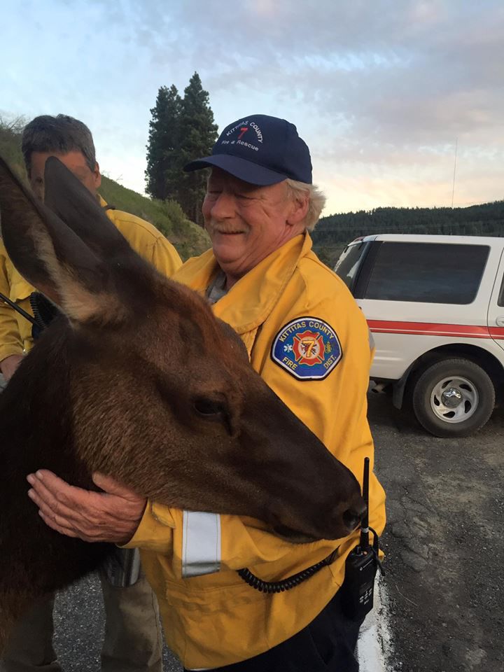 orphaned elk visits firefighters