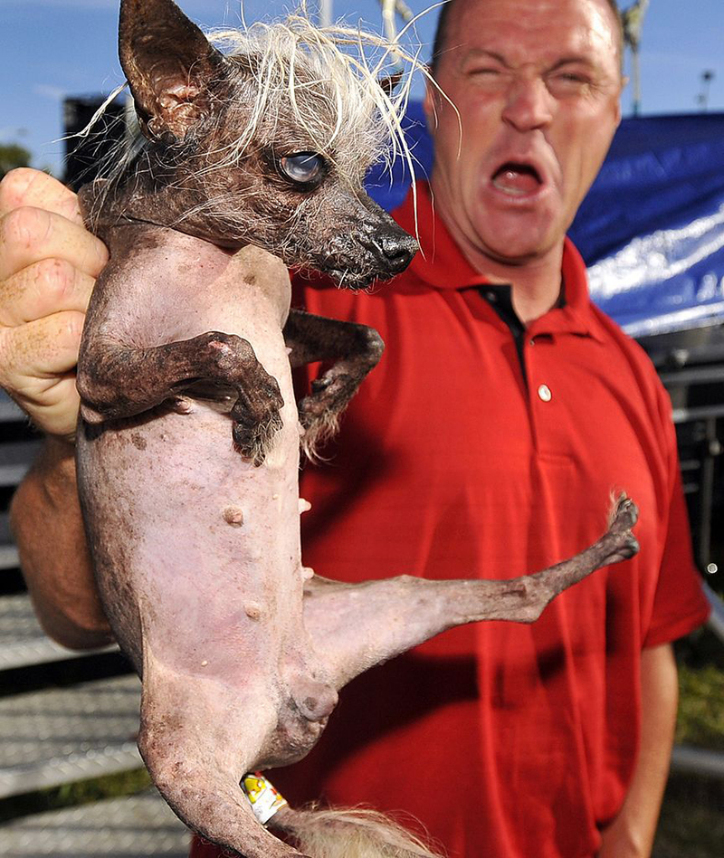 worlds ugliest dog 2016