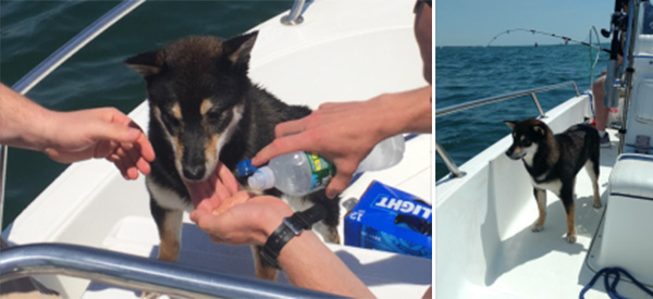 lost dog at sea found