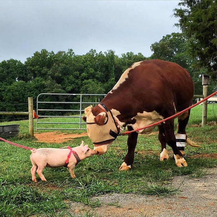 rescue pig meets rescue cow