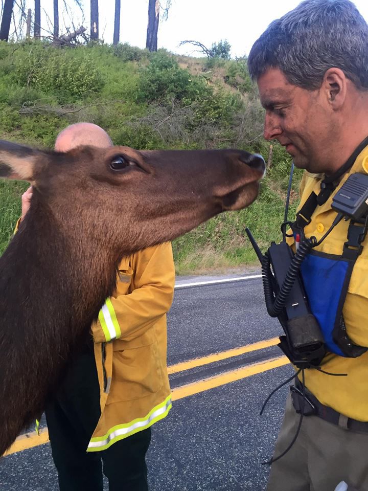 orphaned elk visits firefighters