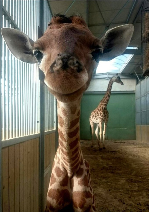 baby giraffe smiling