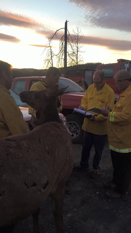 orphaned elk visits firefighters