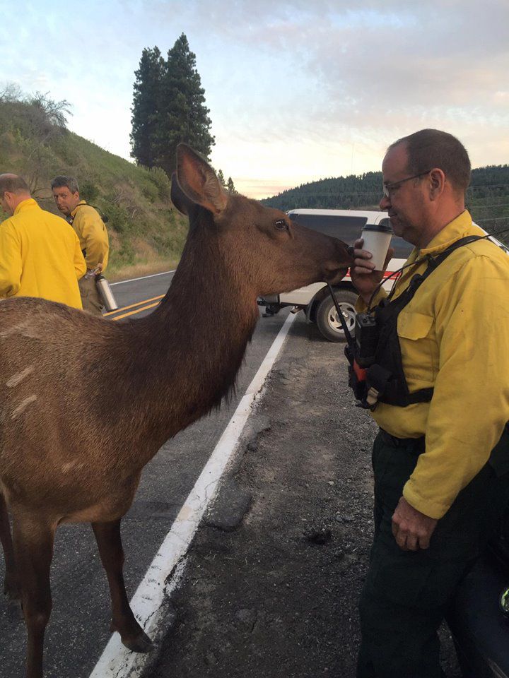 orphaned elk visits firefighters