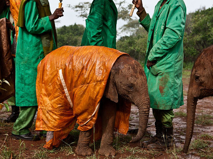 baby elephant in raincoat