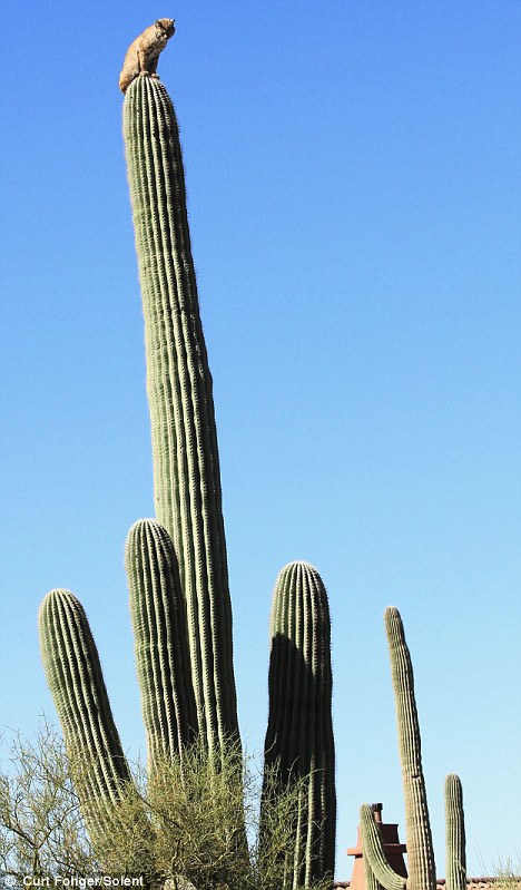 bobcat on top of tall cactus