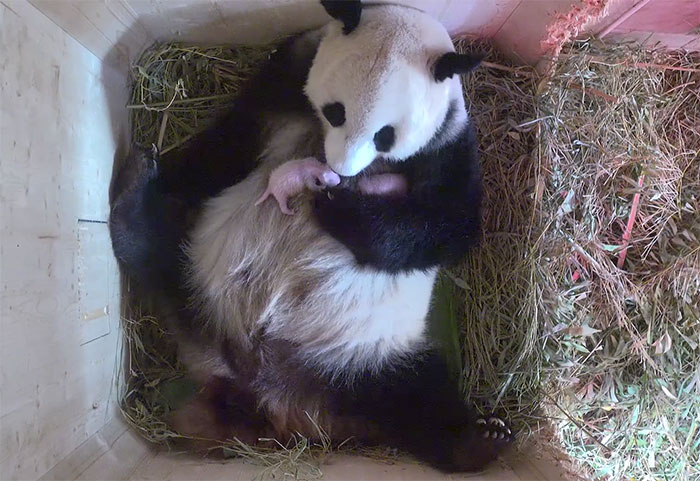 Giant Panda Stuns Zookeepers With Twins, While Scans Only Showed One Cub