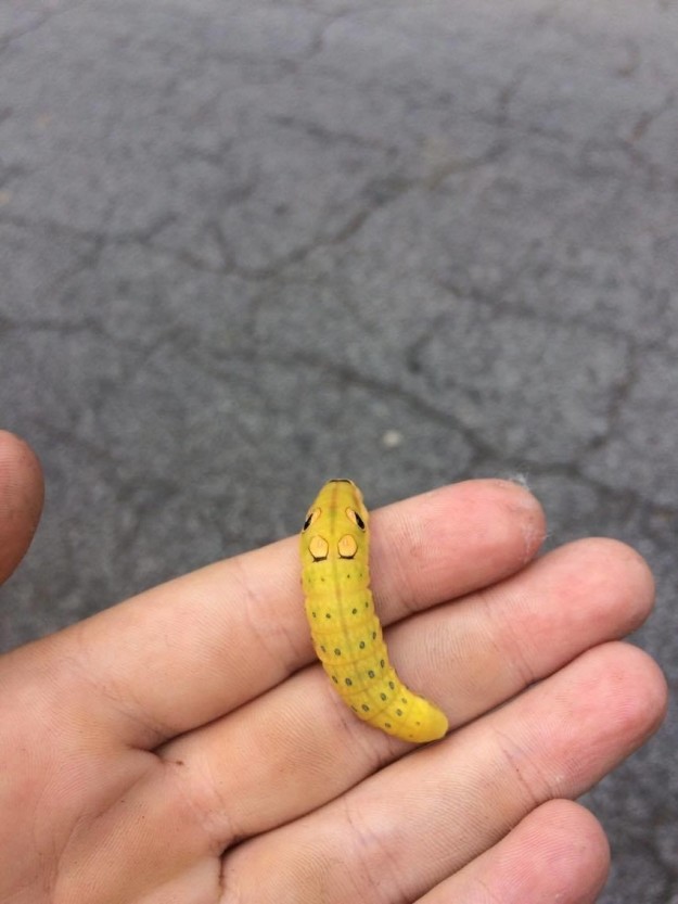 chicken nugget caterpillar story