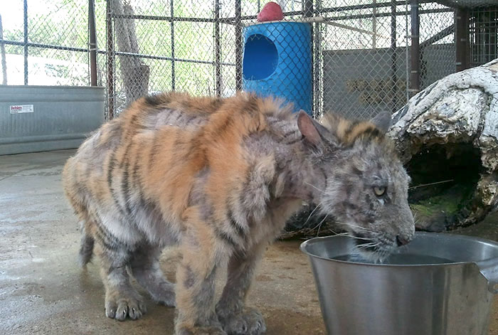 tiger cub rescue finds love