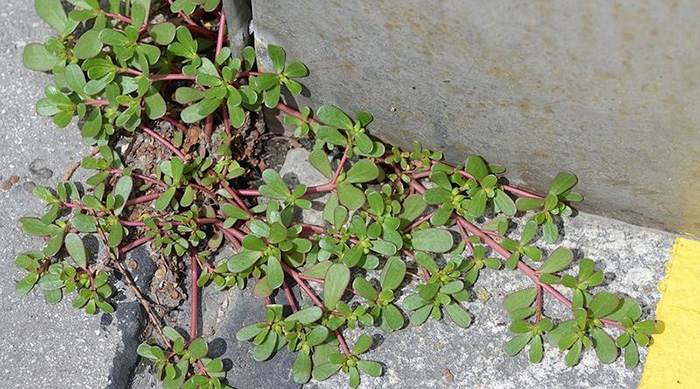 purslane good weed to keep