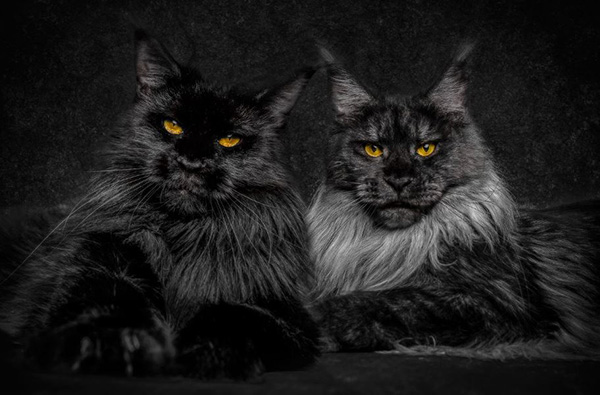 legendary main coon cat photos