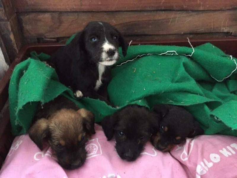 puppy and baby cow story