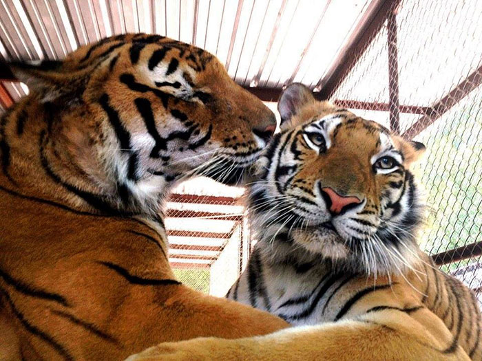 tiger cub rescue finds love