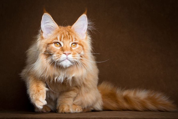 These Maine Coon Cats Look Like Majestic Mythical Beasts