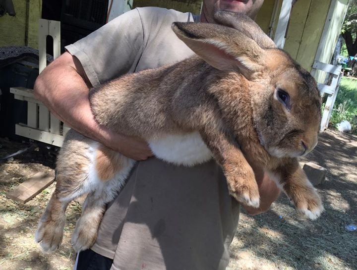 huge rabbit