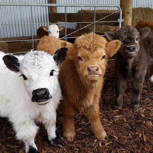 Rare breed rumours  Fluffy cows, Miniature cows, Cute baby cow