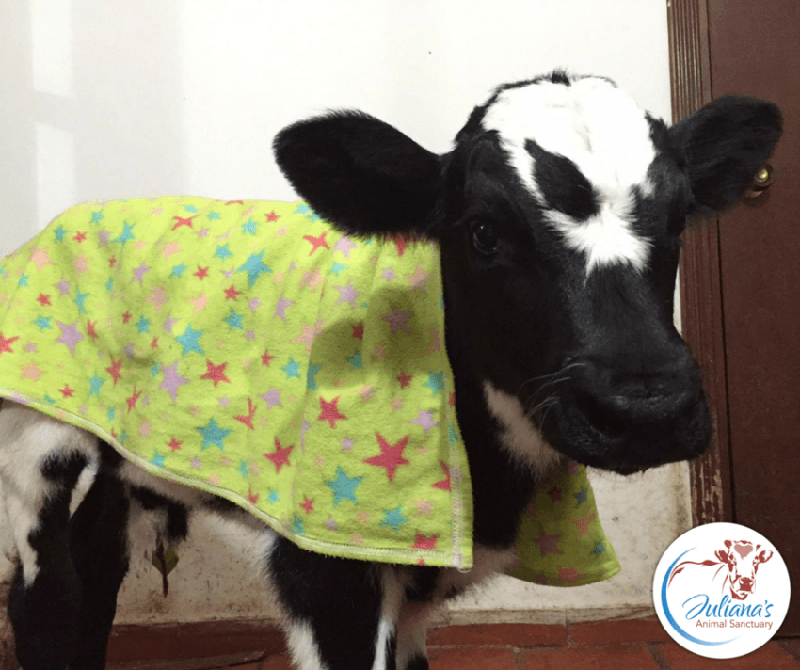 puppy and baby cow story