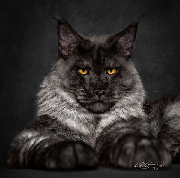 legendary main coon cat photos