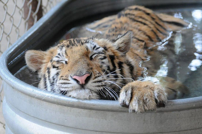 tiger cub rescue finds love