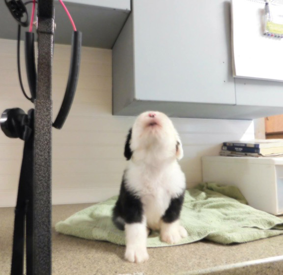 puppy attempting first howl at the vet