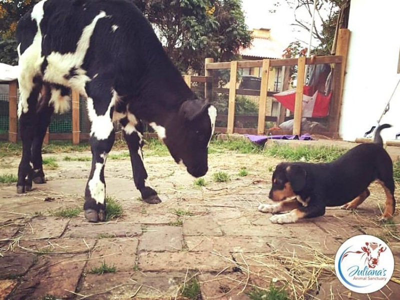 puppy and baby cow story