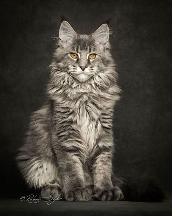 These Maine Coon Cats Look Like Majestic Mythical Beasts