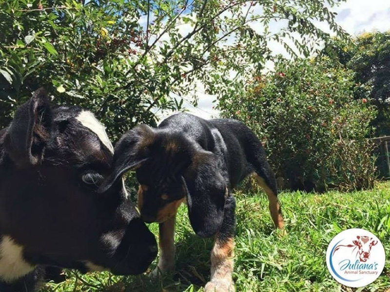 puppy and baby cow story