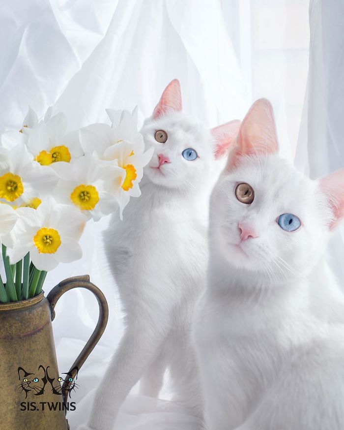 iriss and abyss cat twins beautiful eyes