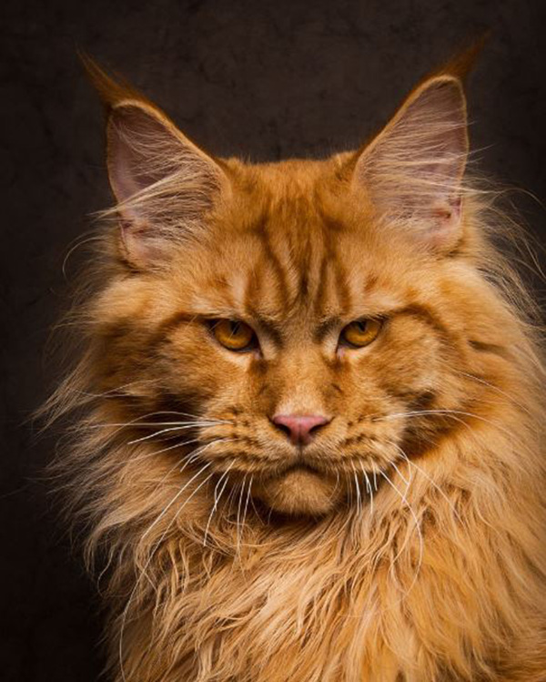 These Maine Coon Cats Look Like Majestic Mythical Beasts