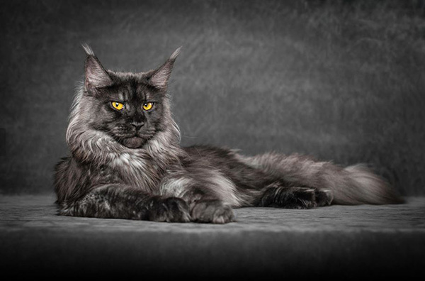 legendary main coon cat photos