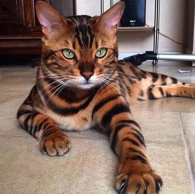 cat with tiger coat