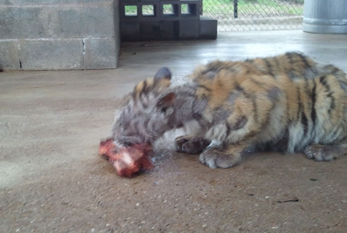 tiger cub rescue finds love