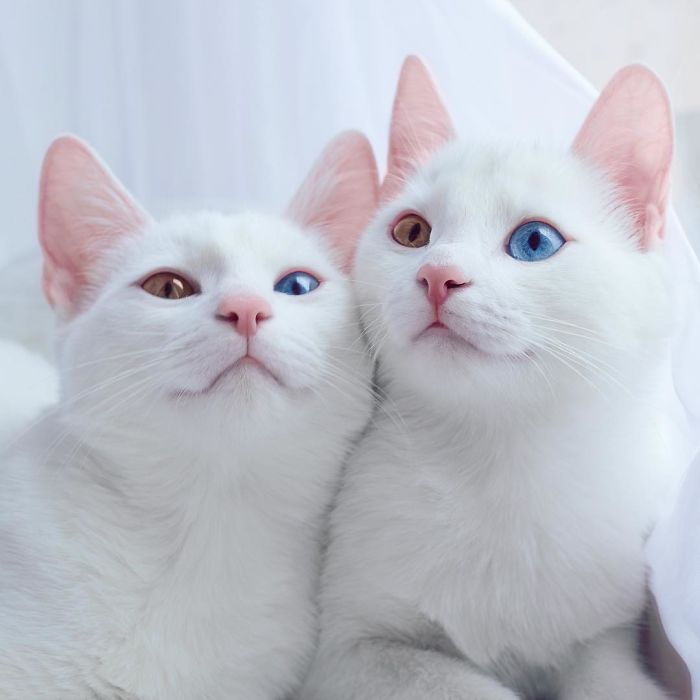 iriss and abyss cat twins beautiful eyes