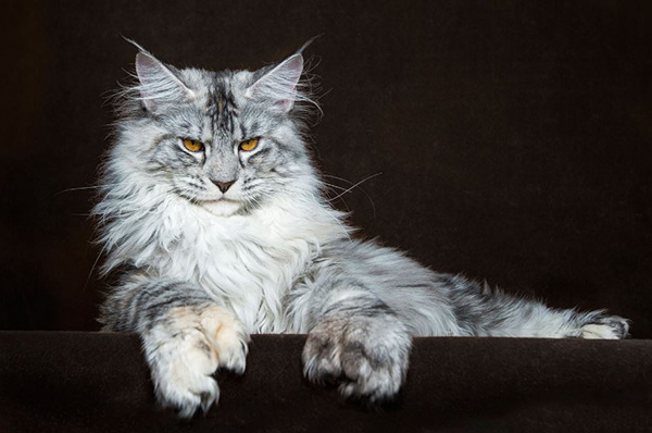 legendary main coon cat photos