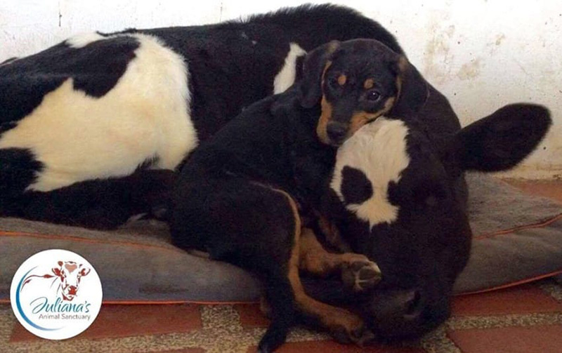 puppy and baby cow story