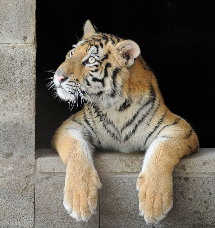 tiger cub rescue finds love