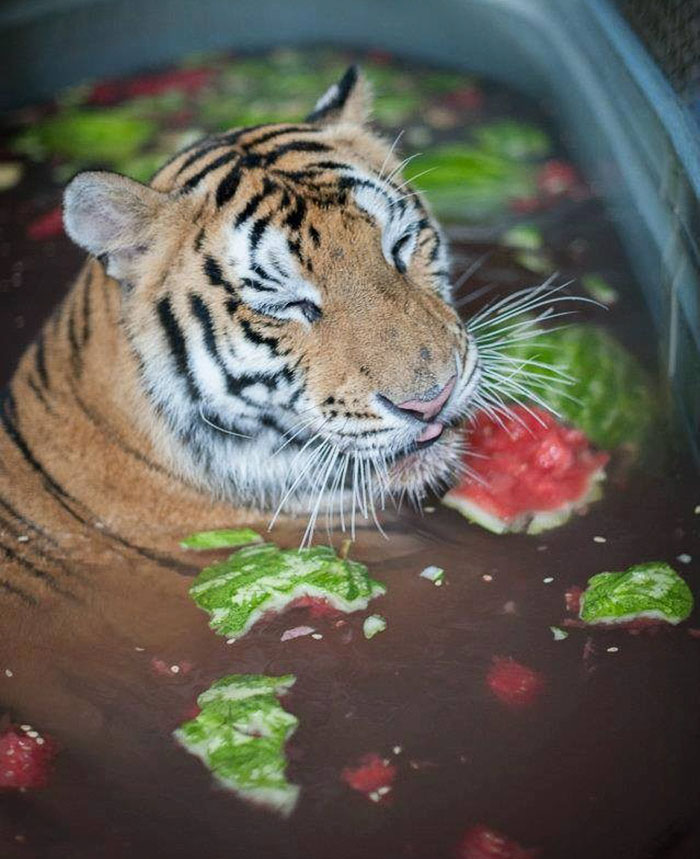 tiger cub rescue finds love