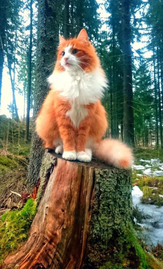 majestic cat Norway