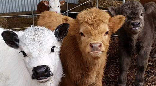 Yes, You Can Own A Fluffy Mini Cow. And They Make Great Pets!