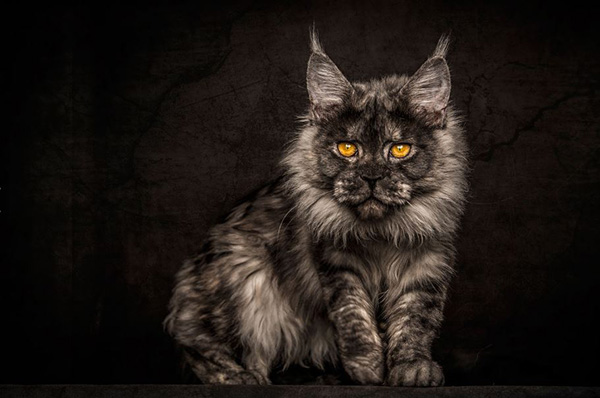 legendary main coon cat photos