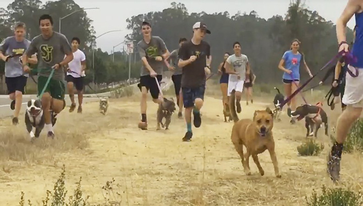 high school cross country team takes shelter dogs for run
