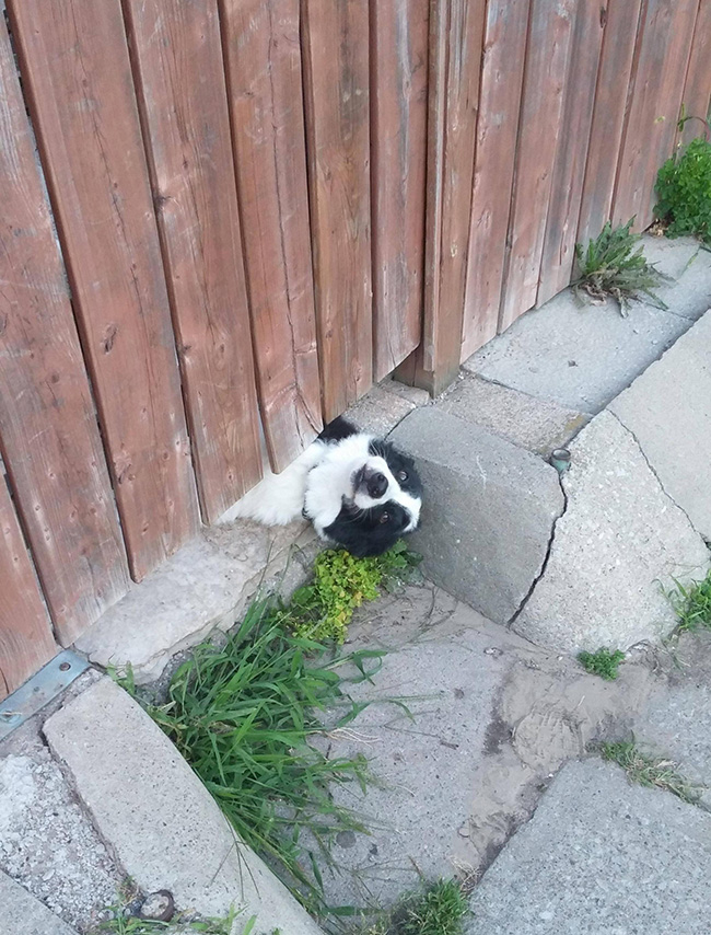 dog gets attention under fence