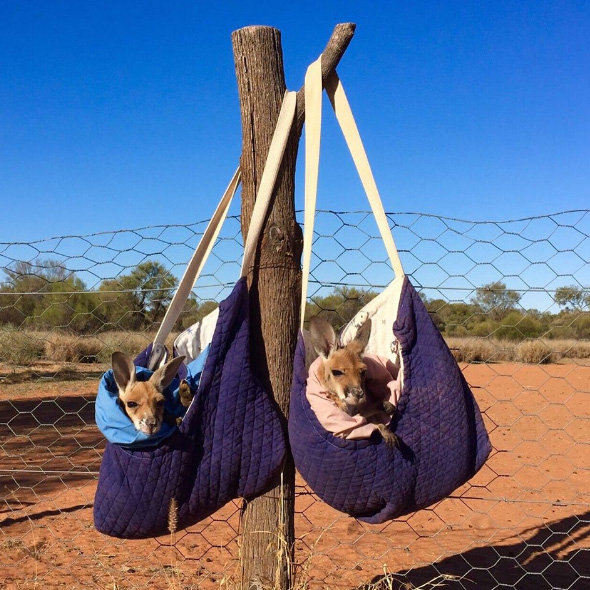 orphaned kangaroo joeys