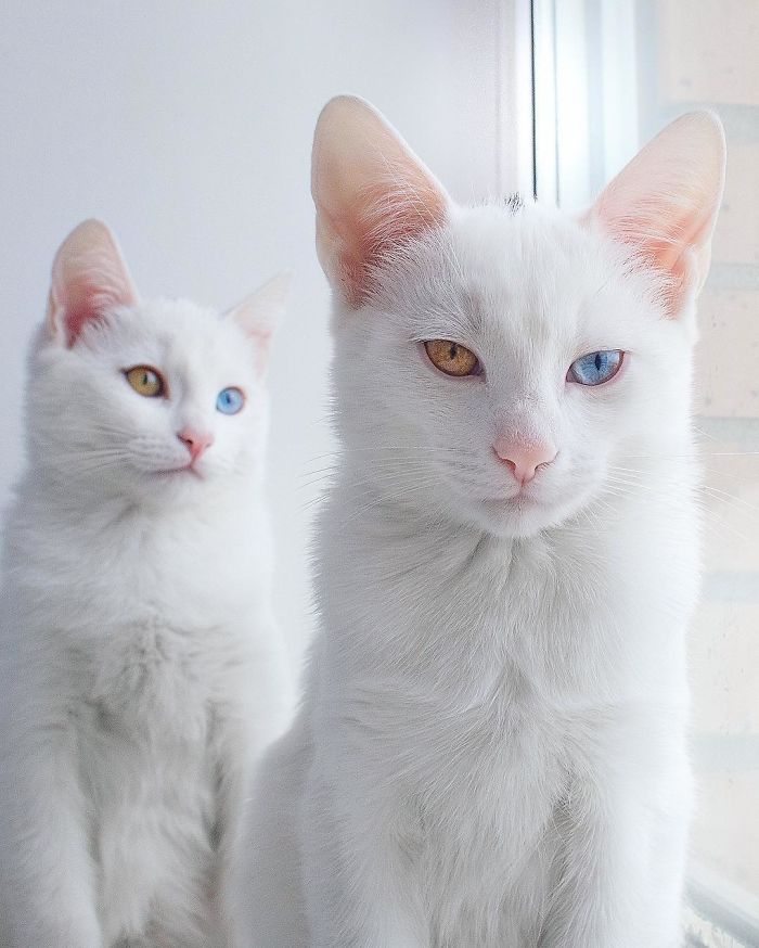 iriss and abyss cat twins beautiful eyes