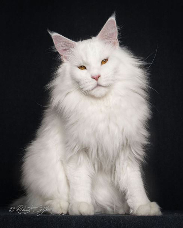 legendary main coon cat photos