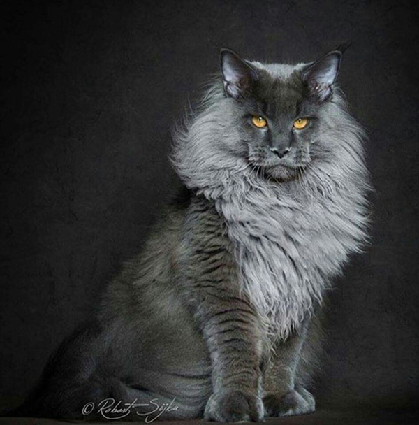 legendary main coon cat photos