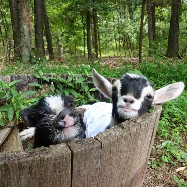pig and goat in planter